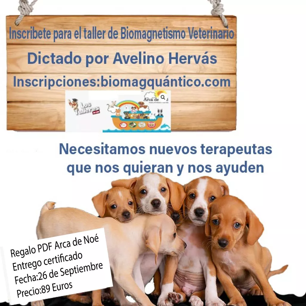 Veterinario